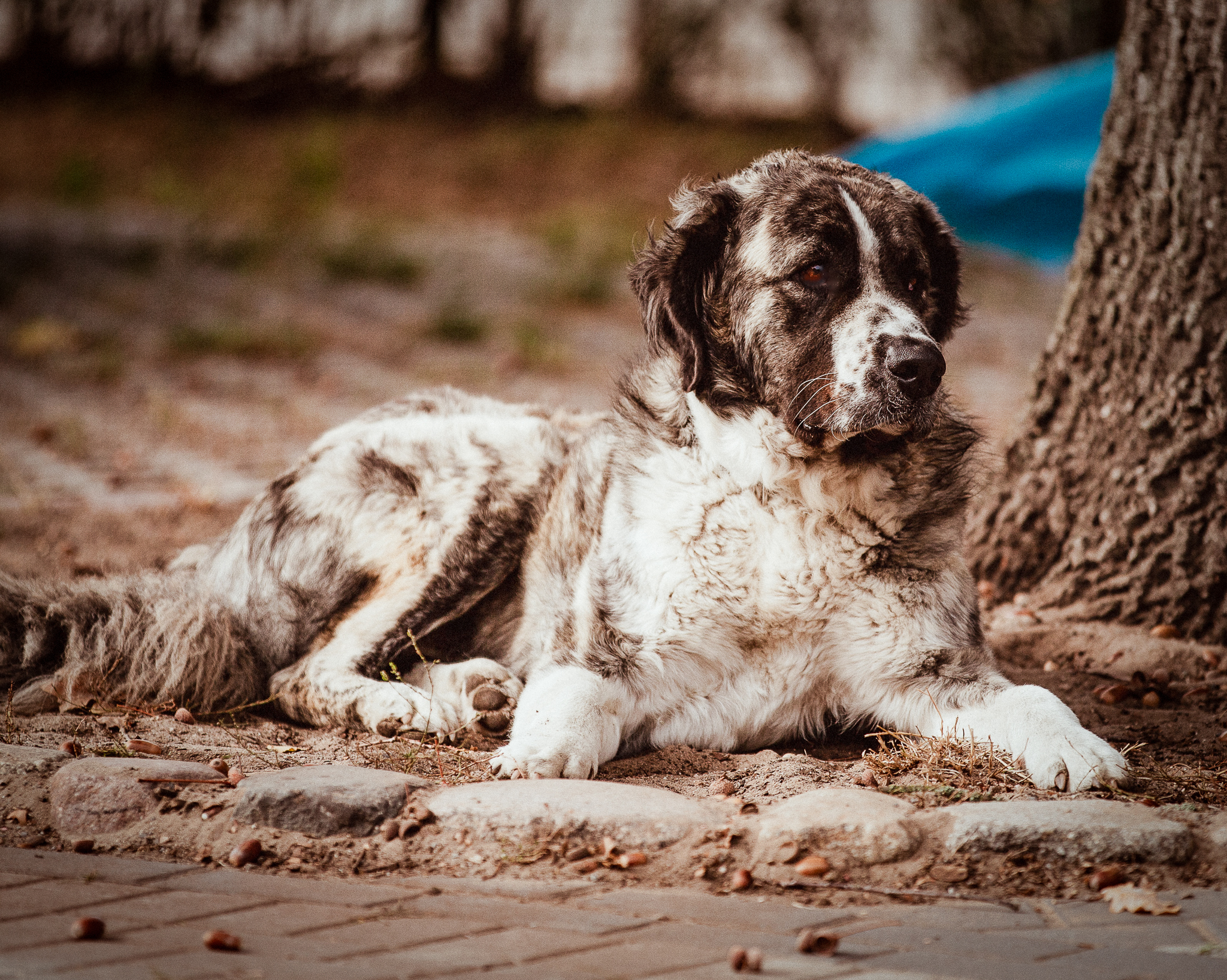 Igor Praesident der Hundefraktion